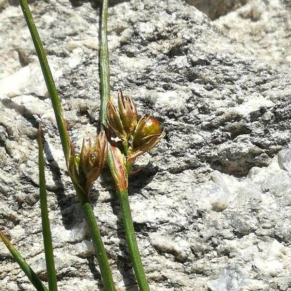 Juncus filiformis Квітка