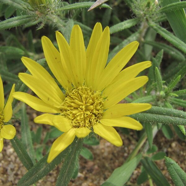 Grindelia lanceolata Λουλούδι