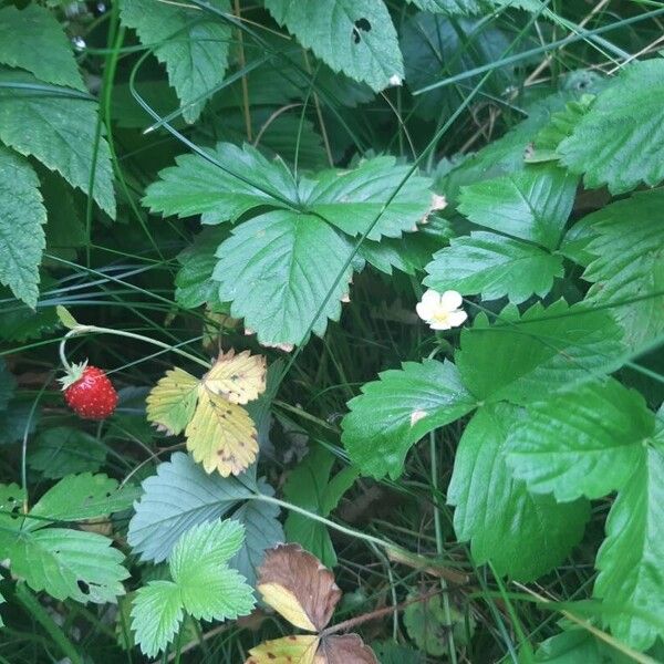 Fragaria vesca Ліст