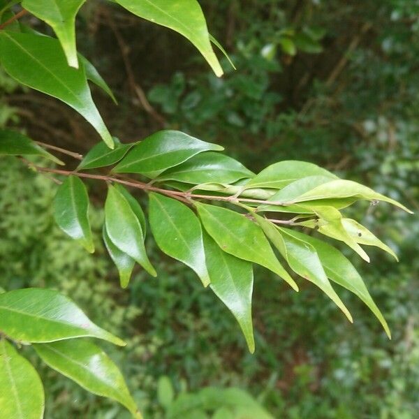 Syzygium acuminatissimum Fuelha