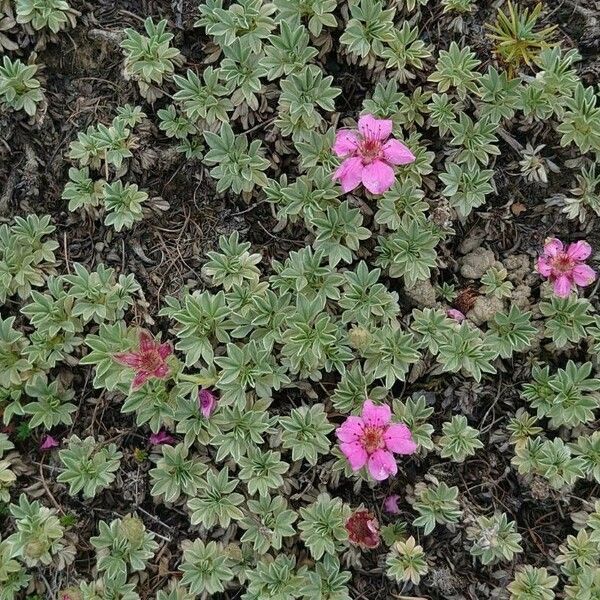 Potentilla nitida Blomma