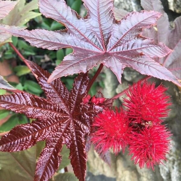 Ricinus communis Flower