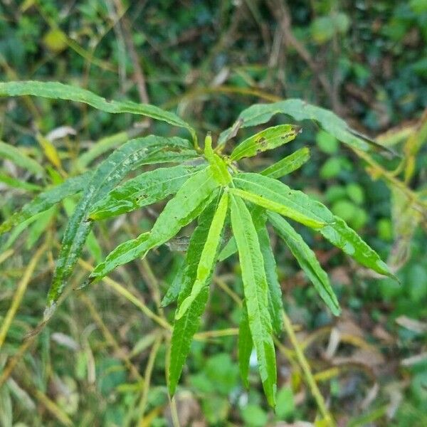 Salix viminalis Leaf