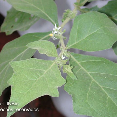 Solanum jamaicense Ліст