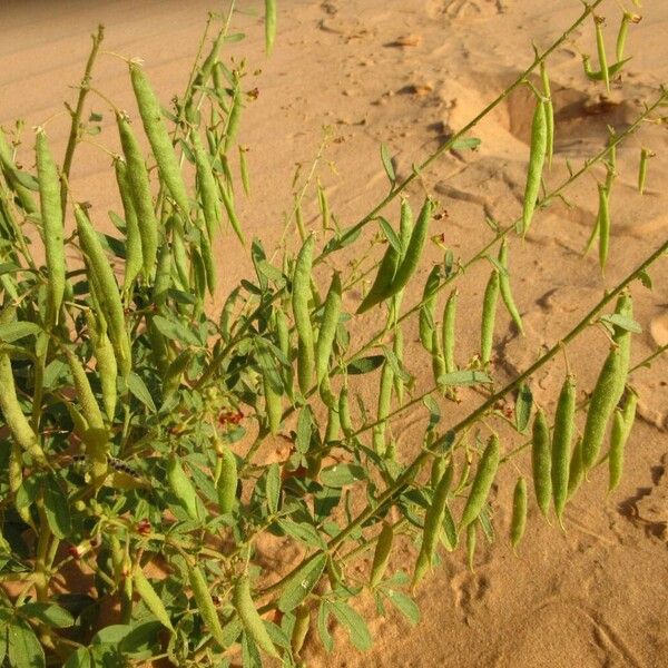 Cleome amblyocarpa Fruit