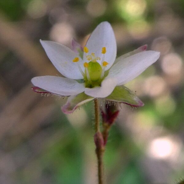 Spergula arvensis Flors