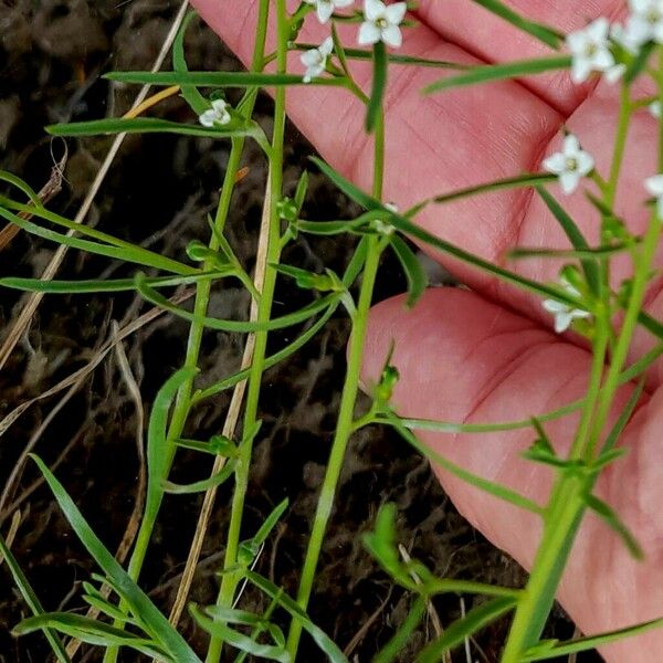 Thesium alpinum Feuille