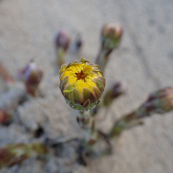 Tussilago farfara Flor