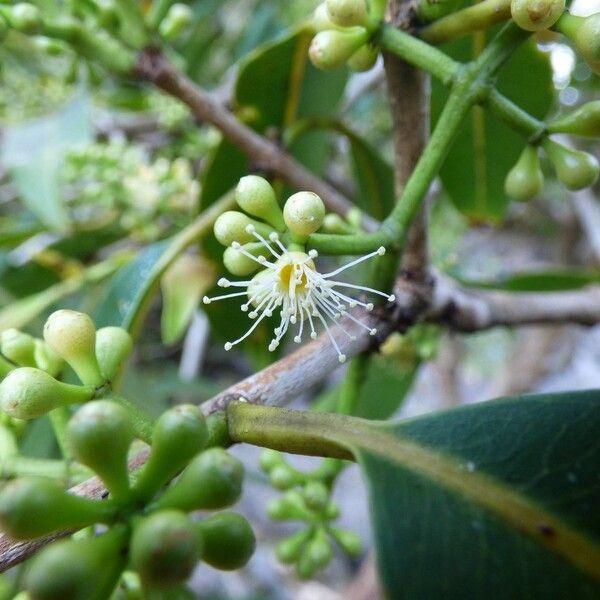 Syzygium cumini Кветка