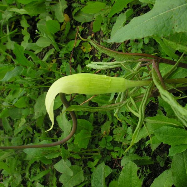 Arisaema tortuosum Характер