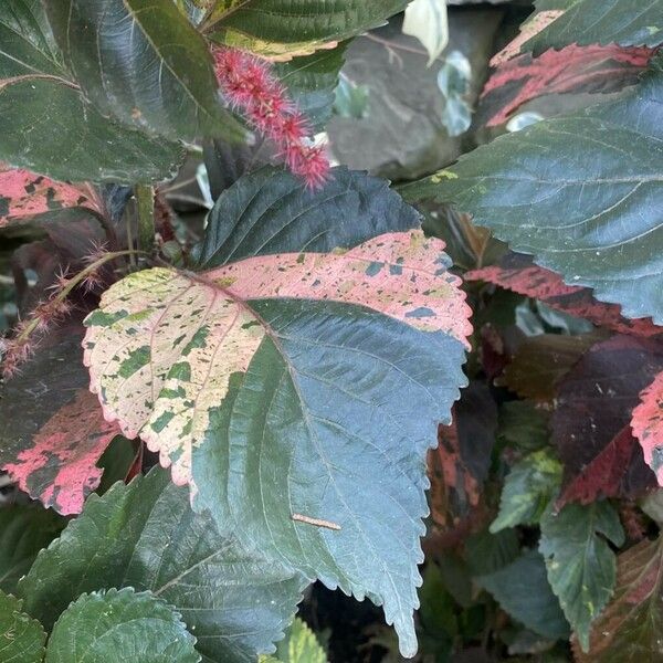 Acalypha wilkesiana ഇല