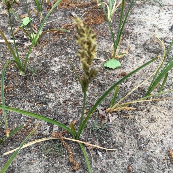 Carex arenaria Λουλούδι