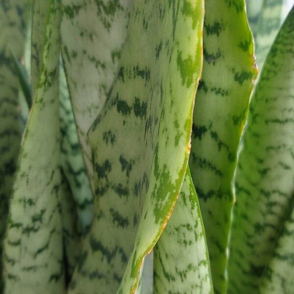 Dracaena zeylanica Blatt