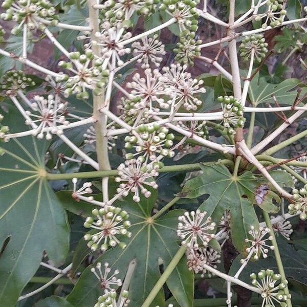 Fatsia japonica Fruit