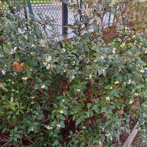 Osmanthus × burkwoodii Alkat (teljes növény)