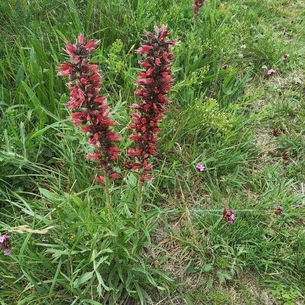 Echium creticum Hábito