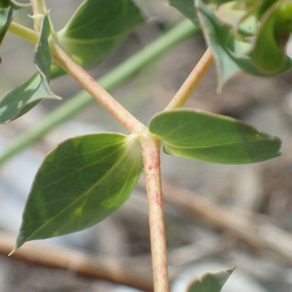 Euphorbia falcata Casca