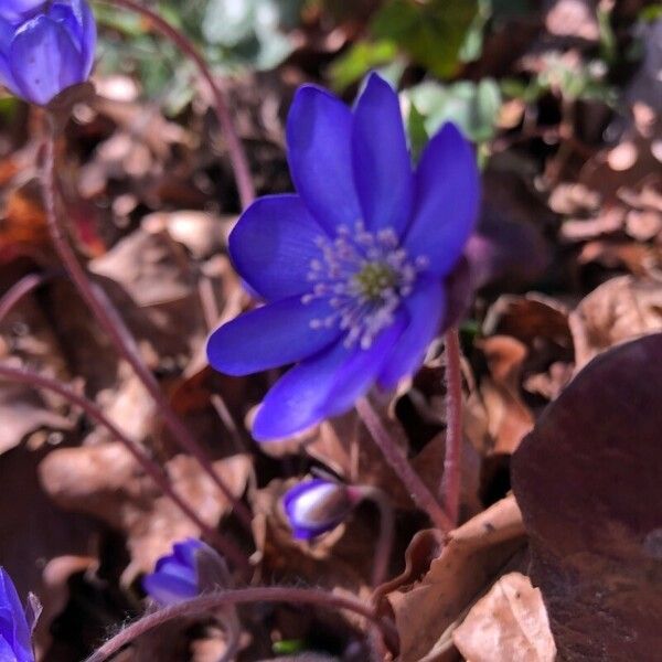 Hepatica nobilis Blüte