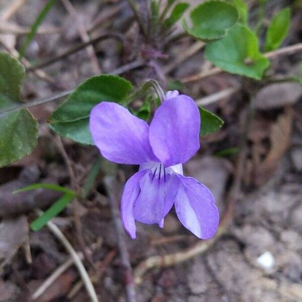 Viola reichenbachiana Kvet