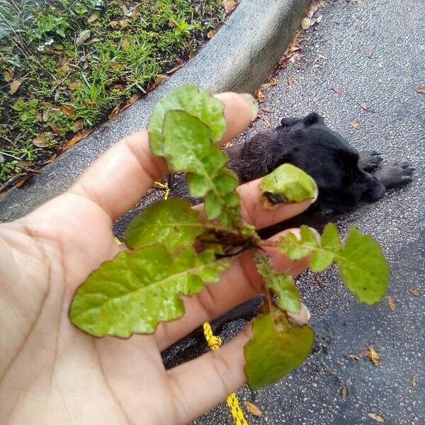 Youngia japonica পাতা