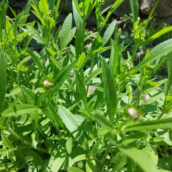 Coreopsis grandiflora Leaf