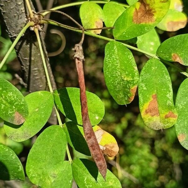 Caragana arborescens Fruit