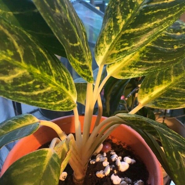 Aglaonema commutatum List