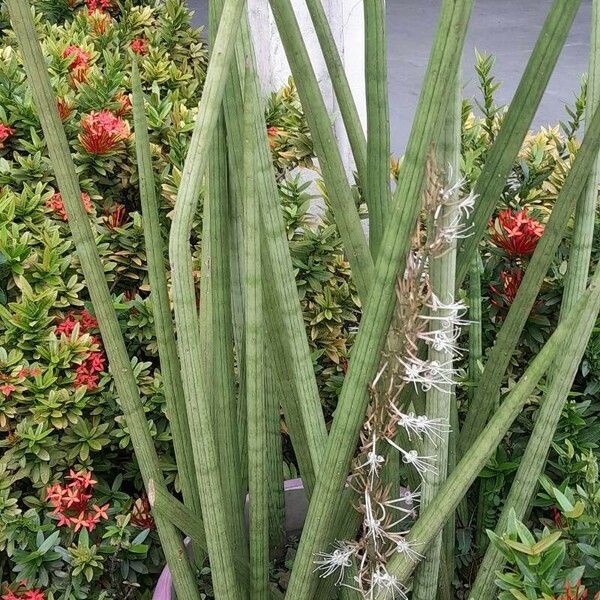 Sansevieria cylindrica Feuille