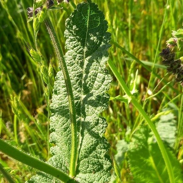 Salvia pratensis Lehti