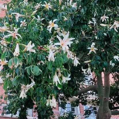 Ceiba insignis Λουλούδι