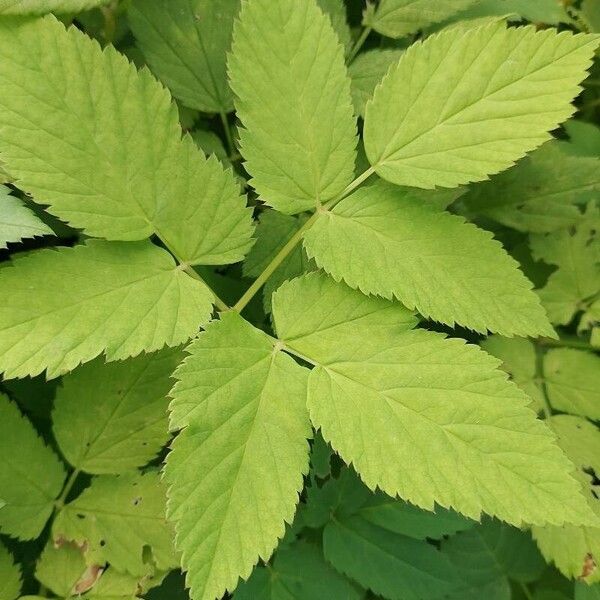 Aegopodium podagraria Leaf