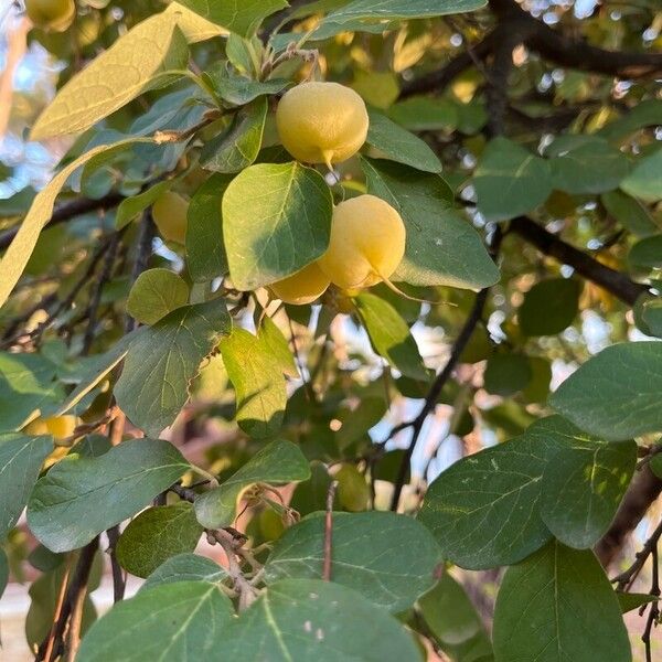 Styrax officinalis Ovoce