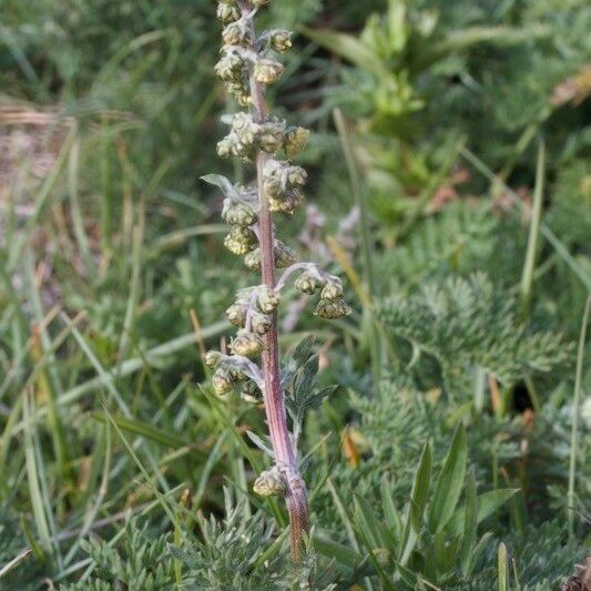 Artemisia atrata Habitus