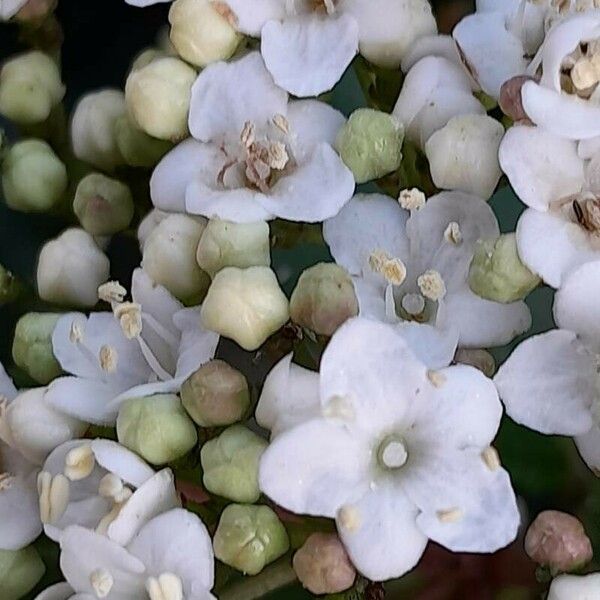 Viburnum tinus फूल