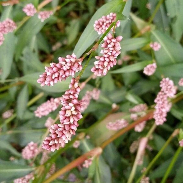 Polygonum persicaria Λουλούδι