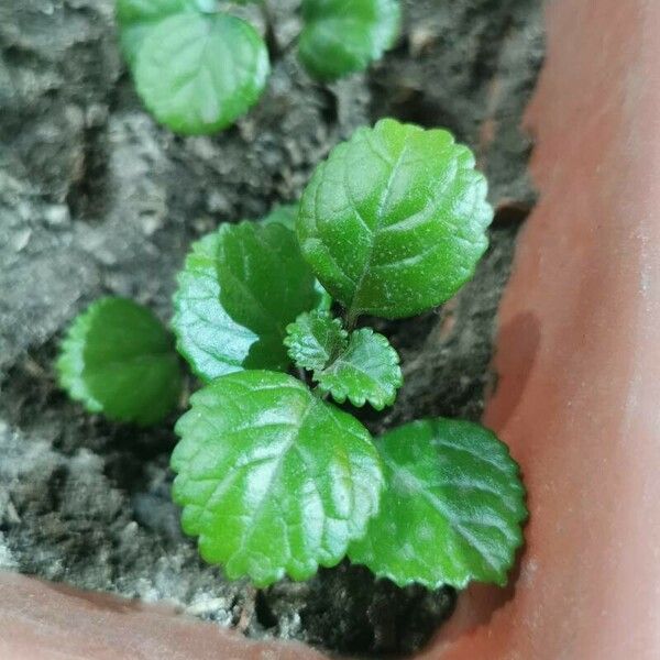 Plectranthus verticillatus Blad