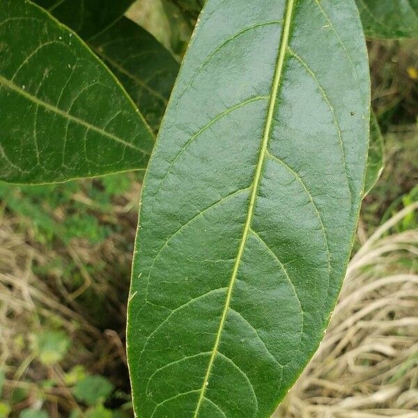 Citharexylum donnell-smithii Feuille