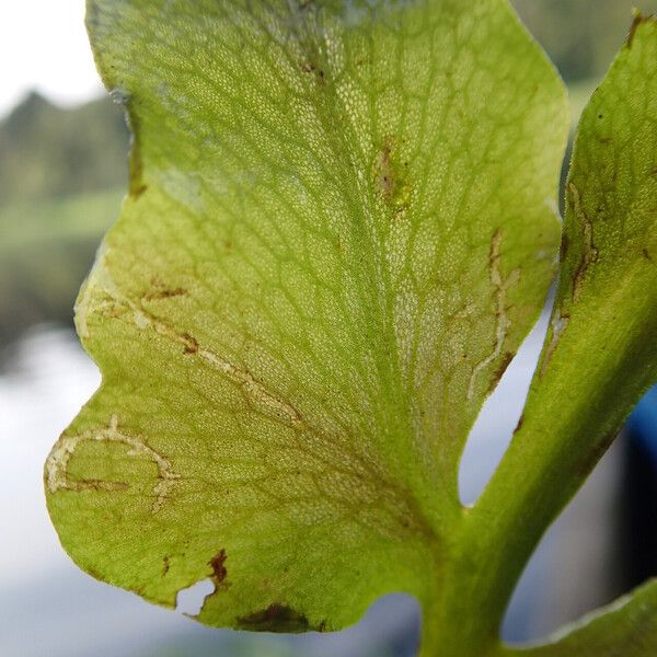 Ceratopteris cornuta Leaf