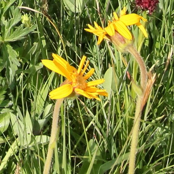 Arnica montana Flower