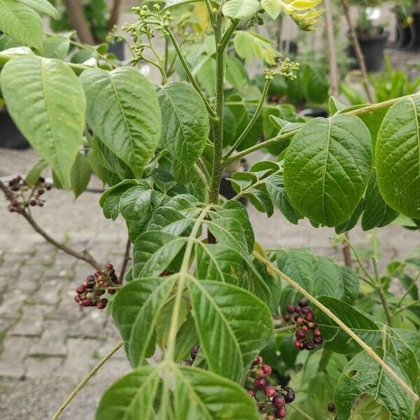 Picrasma excelsa Leaf