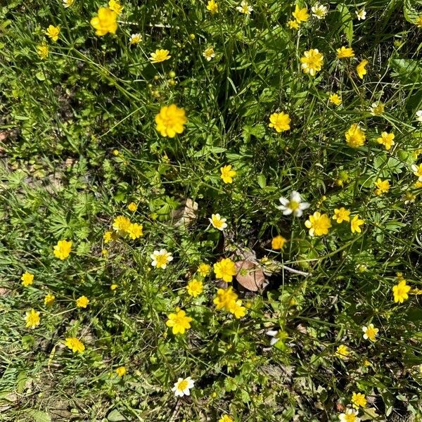 Ranunculus canus Lorea