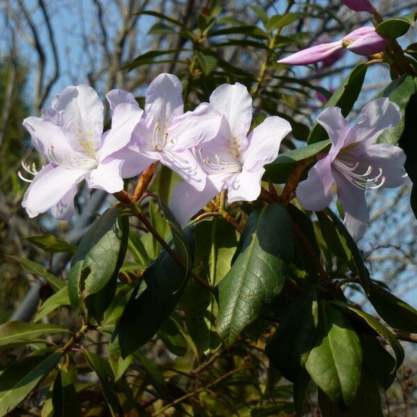 Rhododendron moulmainense Flor