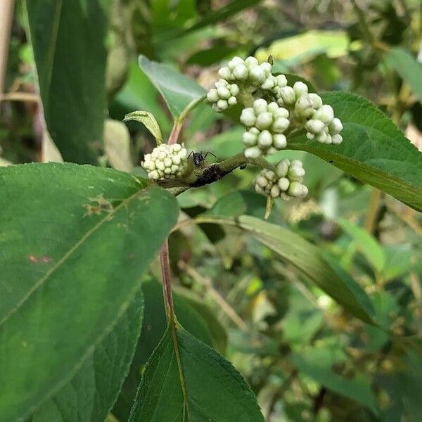 Clibadium surinamense Blüte