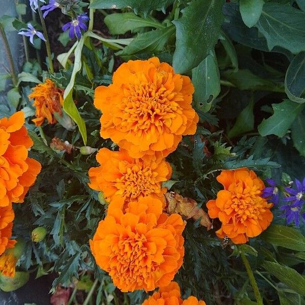 Tagetes erecta Bloem