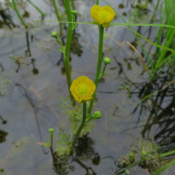 Ranunculus flabellaris Habitat