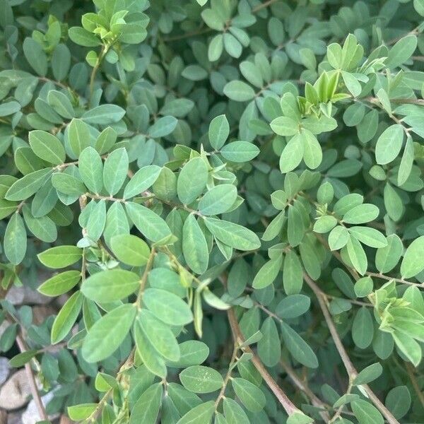 Indigofera hendecaphylla Blatt