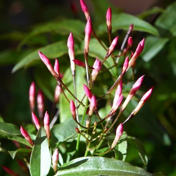 Jasminum polyanthum Cvet