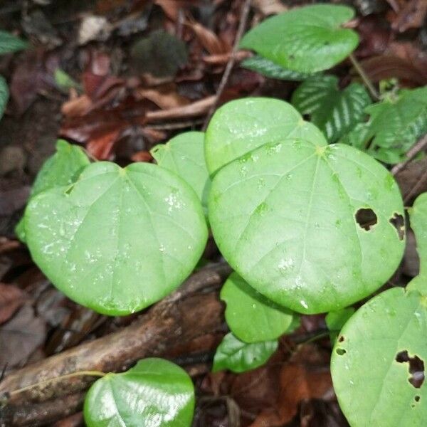 Diploclisia glaucescens Φύλλο