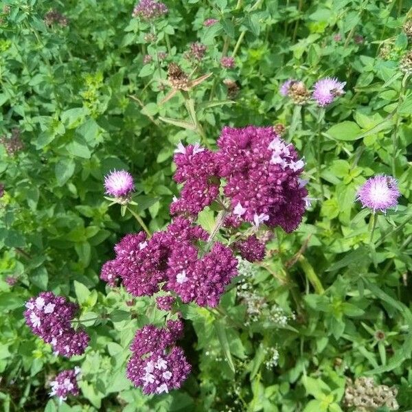 Origanum vulgare Blüte