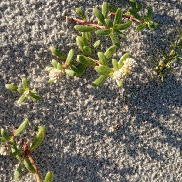 Gomphrena vermicularis Alkat (teljes növény)